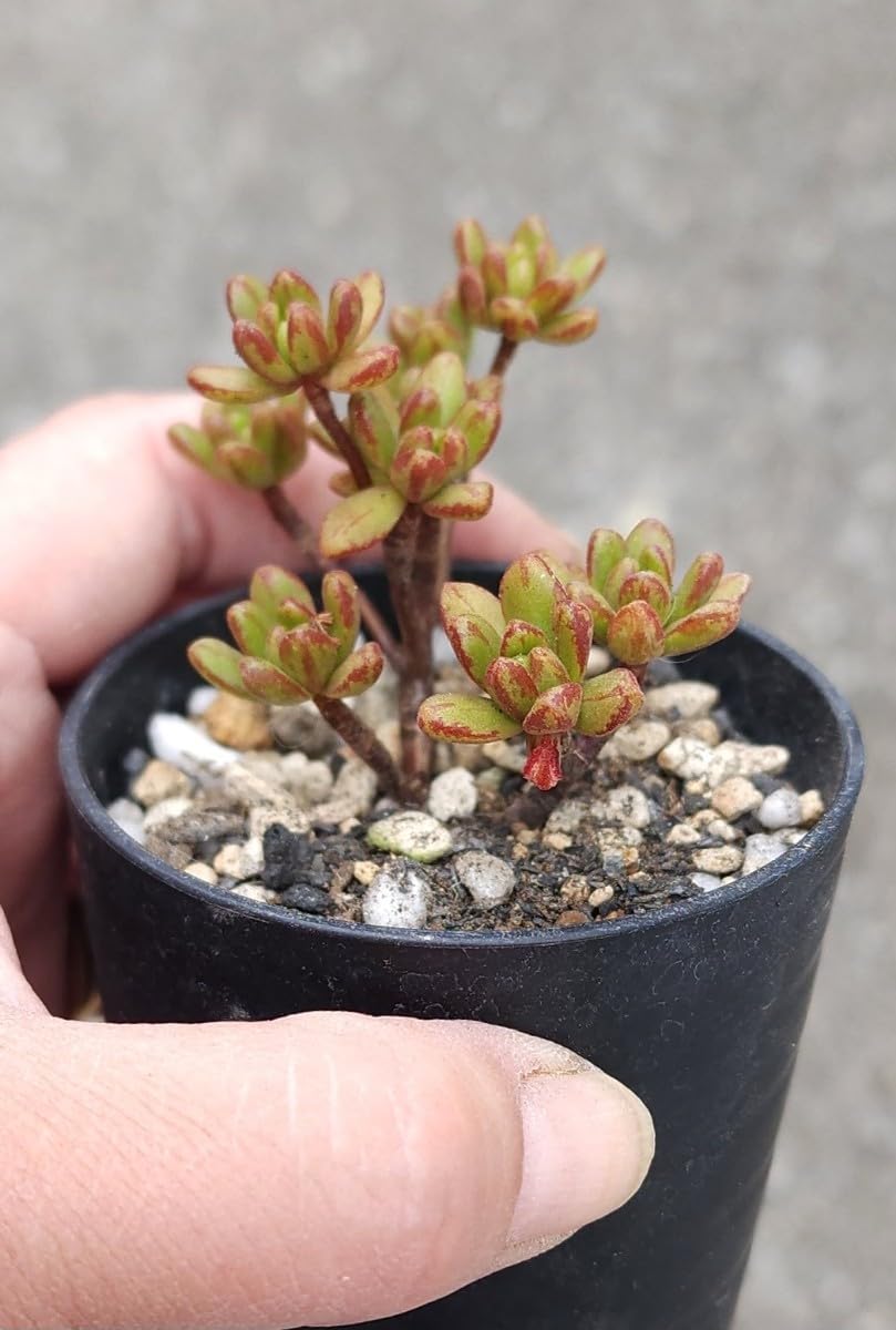 85#多肉植物アエオニウム❤️ 小人の祭り❤️22大頭14cm拔き苗 85#多肉植物アエオニウム❤️ 小人の祭り❤️22大頭14cm拔き苗